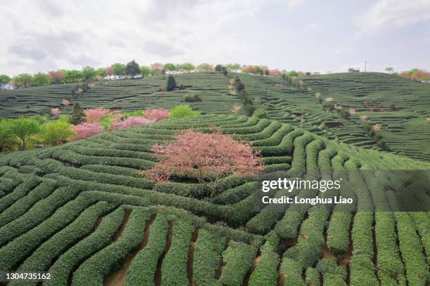 Longyan Cold Spring Cherry Bloom At Tea Plantation In Longyan Photos and Premium High Res ...