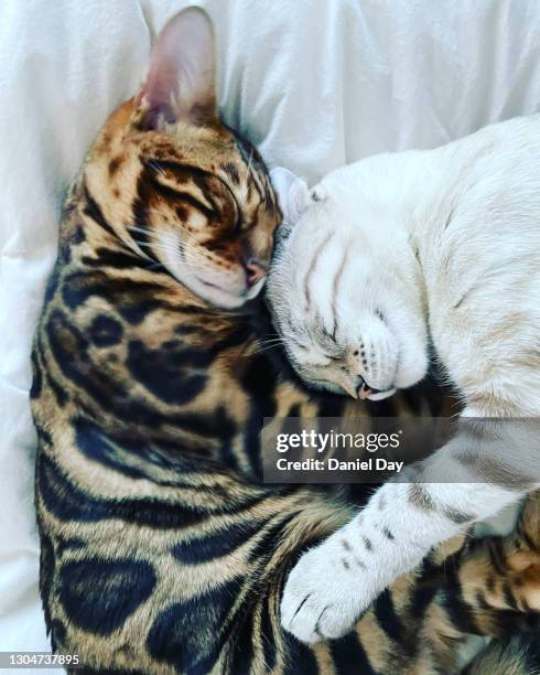 2 bengal cats lying together lovingly, plain background - brown spotted bengal stock pictures, royalty-free photos & images