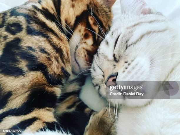 2 bengal cats lying together lovingly, plain background - brown spotted bengal stock pictures, royalty-free photos & images