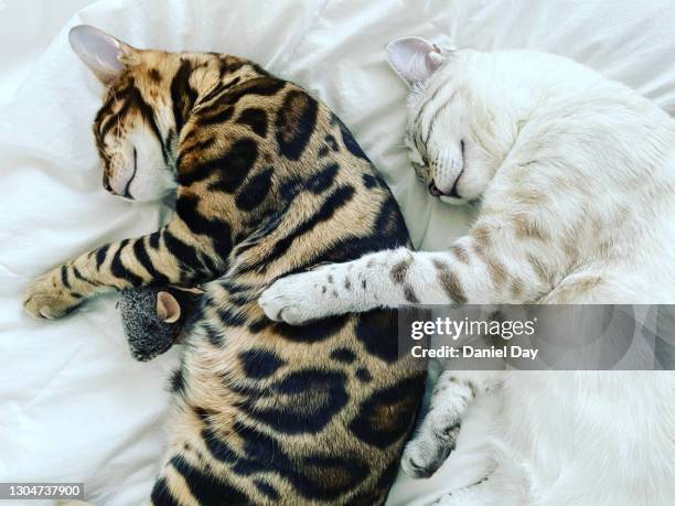 2 bengal cats lying together lovingly, plain background - joined at hip englische redewendung stock-fotos und bilder