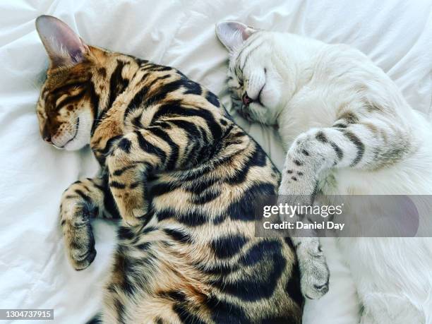 2 bengal cats lying together lovingly, plain background - joined at hip englische redewendung stock-fotos und bilder