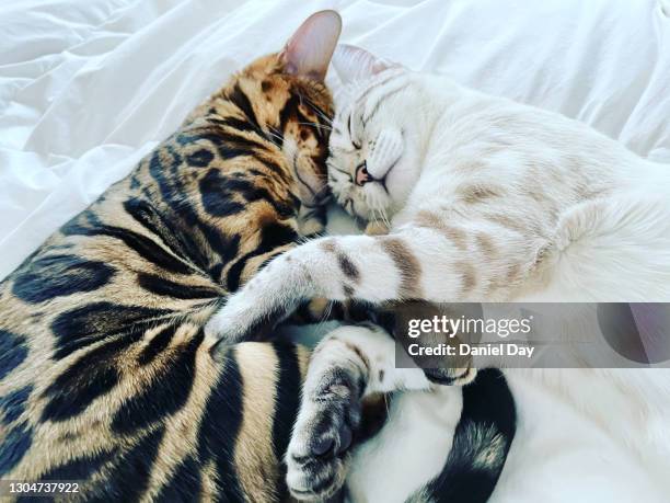 2 bengal cats lying together lovingly, plain background - brown spotted bengal stock pictures, royalty-free photos & images