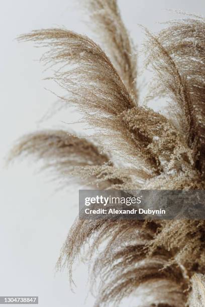 dry decorative bouquet of herbs on a white wall background - boho-stil stock-fotos und bilder