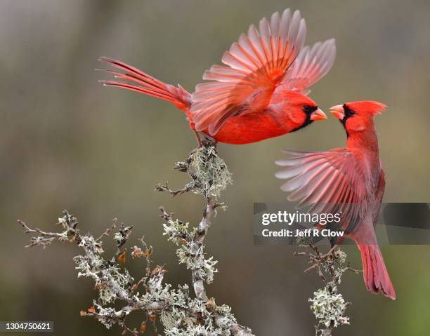 face to face in south texas - comportamento animale foto e immagini stock