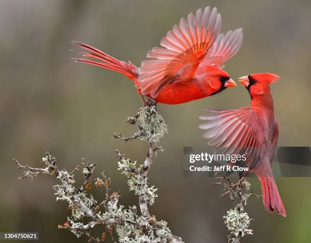 face to face in south texas - cardinal bird stock pictures, royalty-free photos & images