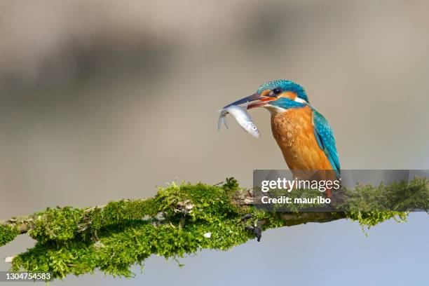 kingfisher fishing - kingfisher stock pictures, royalty-free photos & images