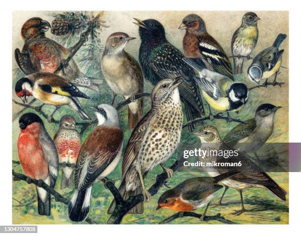 old lithography of ornithology - passerines birds. - organisme vivant photos et images de collection