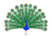 Beautiful peacock cartoon bird