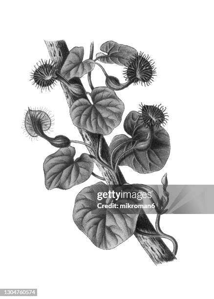 old engraved illustration of birthwort (aristolochia bonplandi) - aristolochia stock pictures, royalty-free photos & images