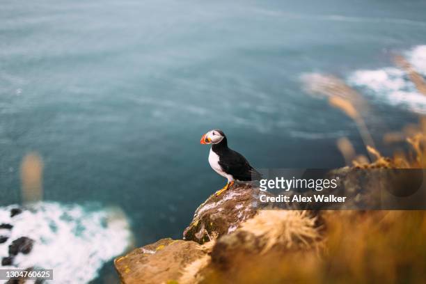 puffins standing on cliff top with ocean background. - papageitaucher stock-fotos und bilder
