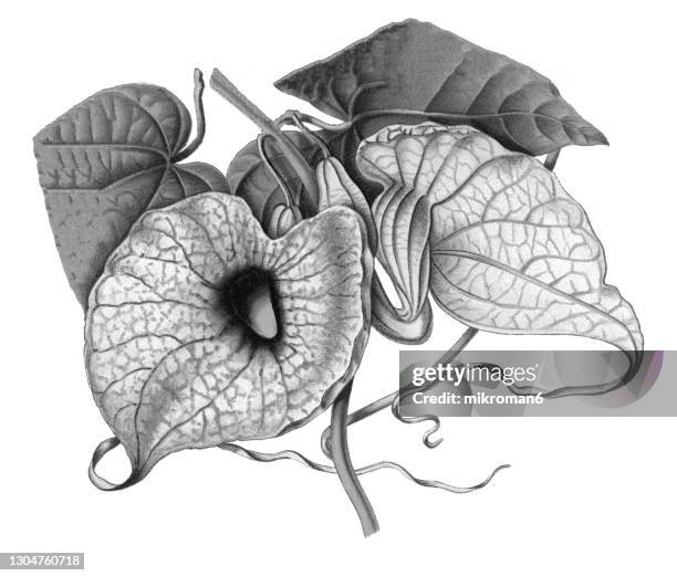 old engraved illustration of pelican flower (aristolochia grandiflora) - aristolochia stock pictures, royalty-free photos & images