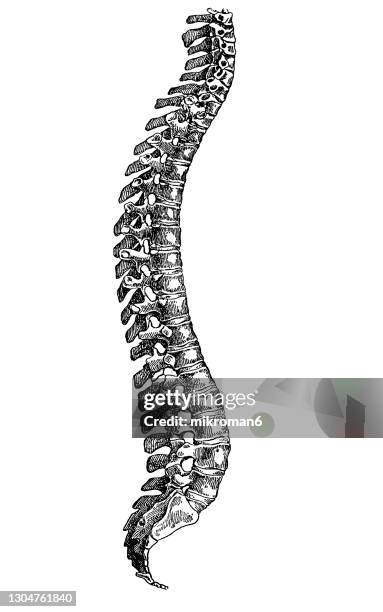 old engraved illustration of human spine, the spinal column - espalda humana fotografías e imágenes de stock