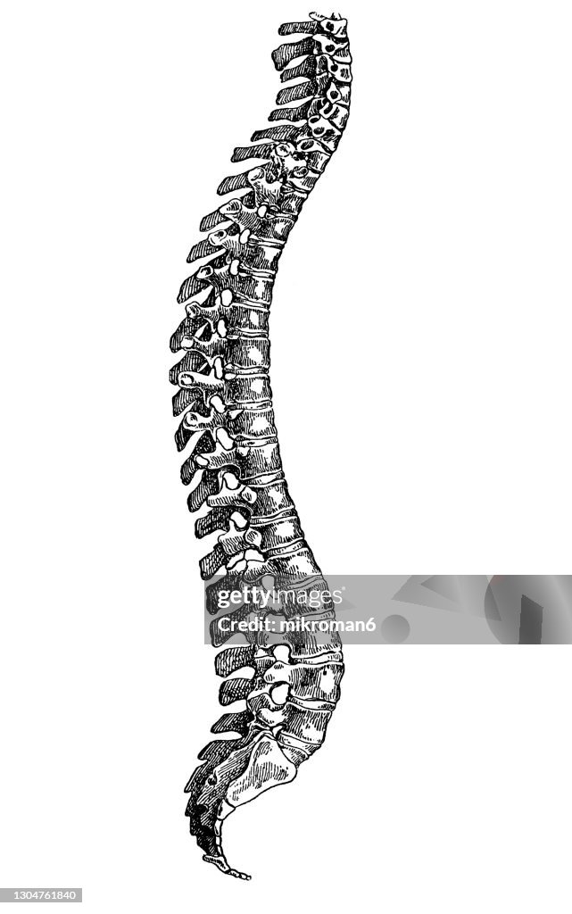 Old engraved illustration of Human Spine, The spinal column