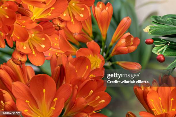 closeup orange clivia flowers. - bouquet orange stock-fotos und bilder