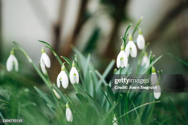 snowdrops in the garden - frühling pollen stock pictures, royalty-free photos & images