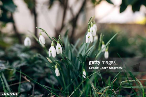 snowdrops in the garden - frühling pollen stock pictures, royalty-free photos & images