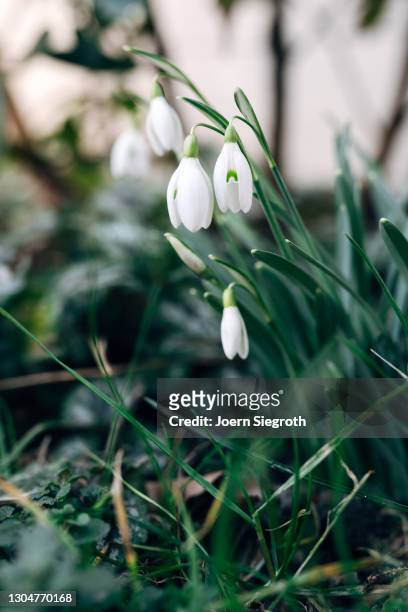 snowdrops in the garden - frühling pollen stock pictures, royalty-free photos & images