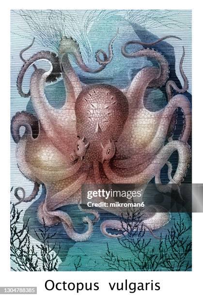 old engraved illustration of common octopus (octopus vulgaris) - fish painting stock-fotos und bilder