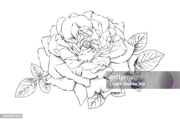 open rose ink drawing. vector eps10 illustration - smelling roses stock illustrations