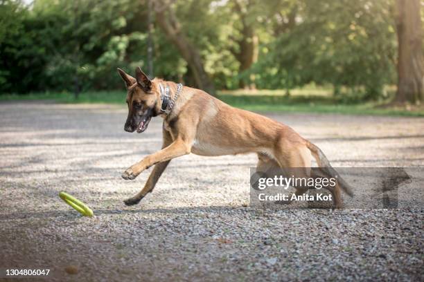 belgian shepherd dog at play - police dog stock-fotos und bilder