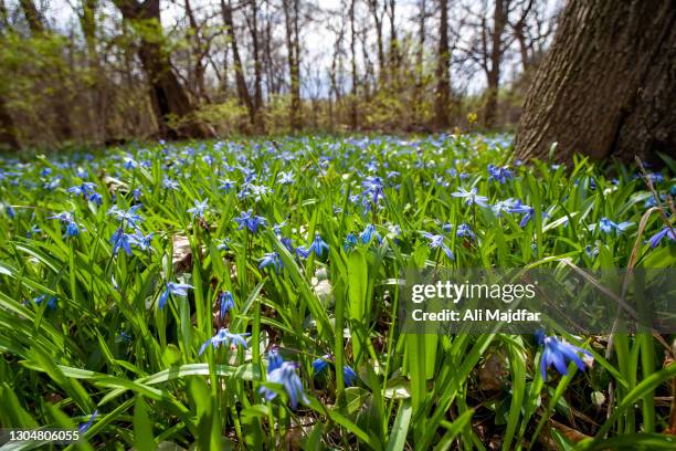 bluebells in springtime - bluebell illustration stock pictures, royalty-free photos & images