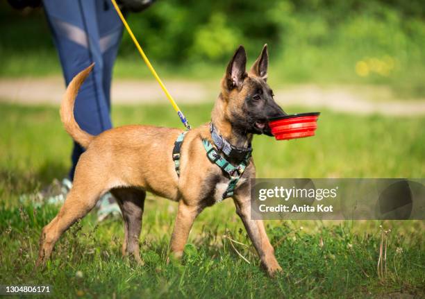 a belgian shepherd puppy is carrying a bowl - spring training - fotografias e filmes do acervo
