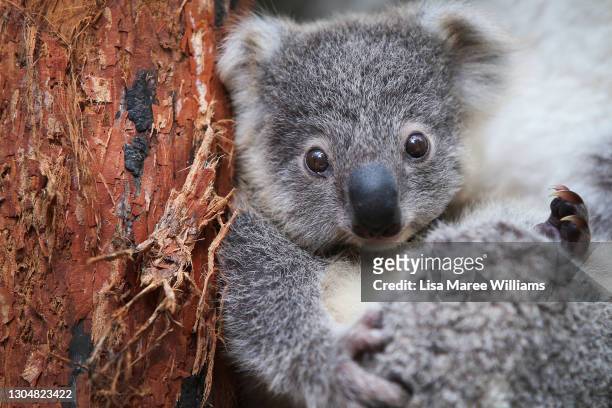 9,867 Koala Photos and Premium High Res Pictures - Getty Images