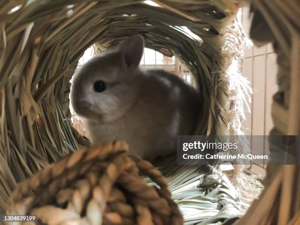 a tiny netherland dwarf bunny - cage ストックフォトと画像