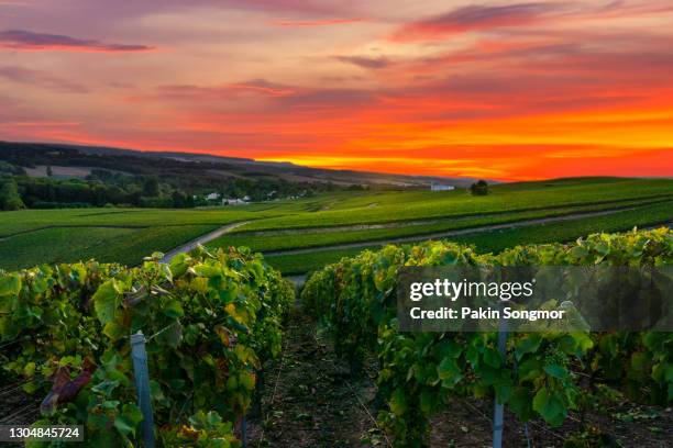 row vine grape in champagne vineyards at sunset before harvesting. - penticton stockfoto's en -beelden