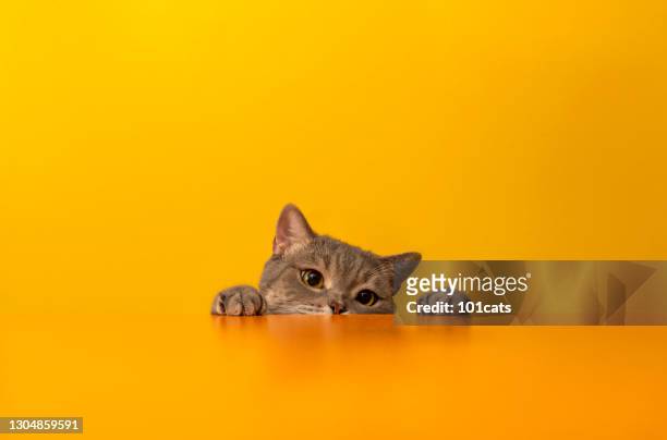 britische kurzhaarkatze auf gelbem hintergrund - purebred cat stock-fotos und bilder