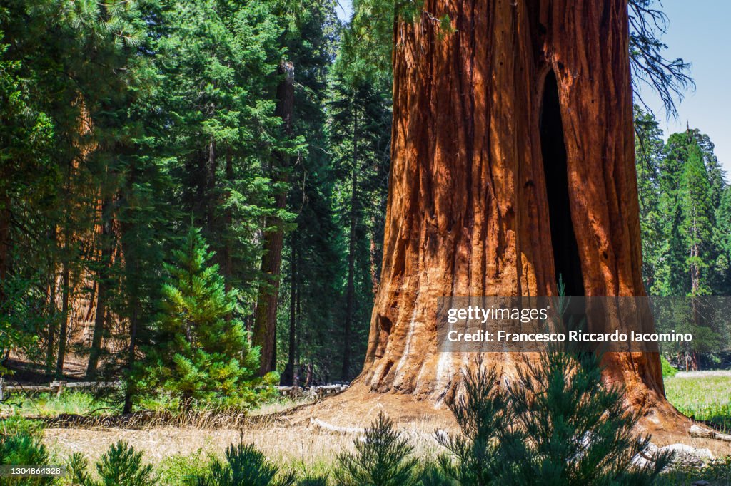 Tree and forest at Sequoia National Park, California, USA