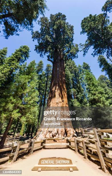 general sherman tree and forest at sequoia national park, california, usasequoia national park, california, usa - giant sequoia stock-fotos und bilder