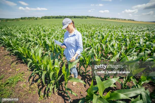 regenerative organic farm. farmer woman examining young corn plants in the middle of a cultivated field. checking out the seedlings, using digital tablet. agricultural occupation. - corn cob stock pictures, royalty-free photos & images