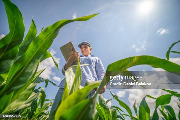 regenerative organic farm. farmer woman examining young corn plants in the middle of a cultivated field. checking out the seedlings, using digital tablet. agricultural occupation. - esg stock pictures, royalty-free photos & images