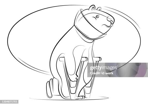 injured bear with crutches walking line drawing - limping stock illustrations
