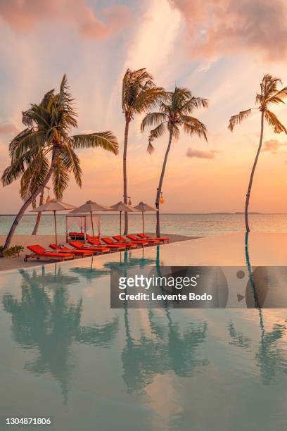03.august.2019 - maldives, dhaalu atoll, iru veli island: luxurious beach resort with sunset swimming pool reflection and beach chairs or loungers under umbrellas with palm trees and colorful twilight sky. summer island travel and vacation scenic - maldives sport foto e immagini stock
