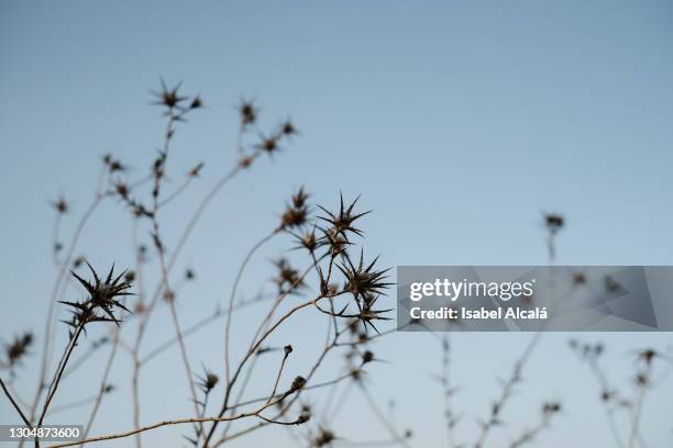 thorny plant against the blue sky at sunset - distel stockfoto's en -beelden