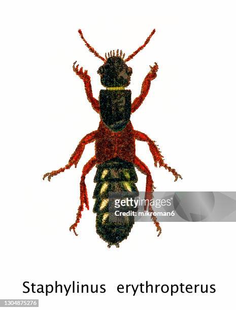 old chromolithograph of entomology - staphylinus erythropterus, rove beetle - asnillo fotografías e imágenes de stock