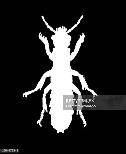 old chromolithograph of entomology - staphylinus erythropterus, rove beetle - asnillo fotografías e imágenes de stock