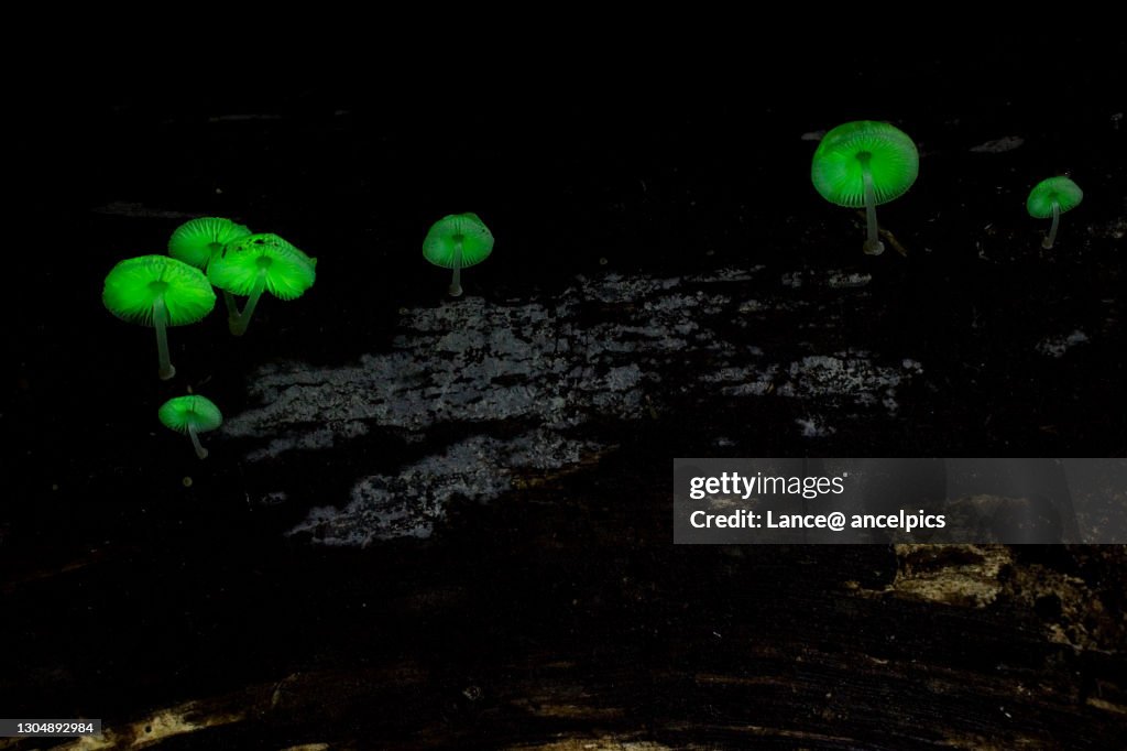 Luminous mushrooms