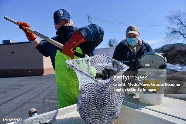 Cumru twp., PA Leo Slogaski, with the Pennsylvania Fish and Boat Commission, scoops out a net full of trout into a bucket being held by Jake...