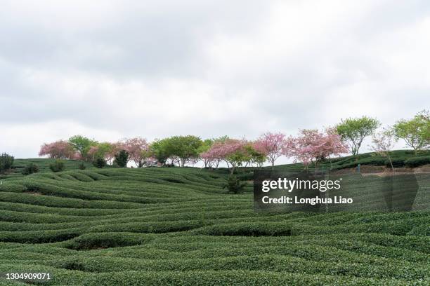 Longyan Cold Spring 78 Cherry Bloom At Tea Plantation In Longyan Stock Photos, High-Res ...