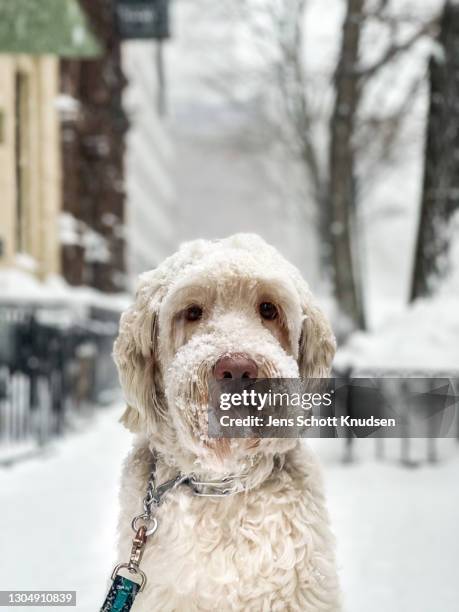 cute dog on a leash sits in the snow - upper east side di manhattan foto e immagini stock