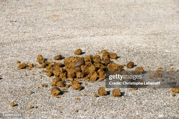 horse dung left by horses in montmartre, paris - paris police stock pictures, royalty-free photos & images