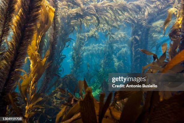 kelp forest - kelp stock pictures, royalty-free photos & images