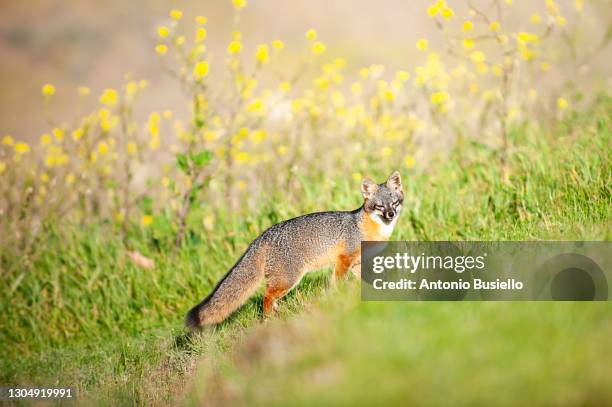 island fox (urocyon littoralis) - channel islands national park stock pictures, royalty-free photos & images