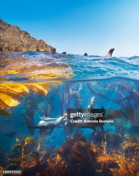 above and below water image of sea lions - beautiful underwater scene stockfoto's en -beelden