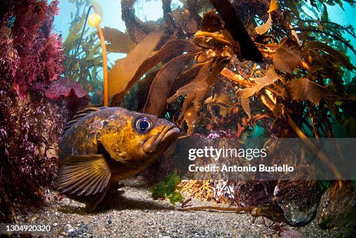 Lingcod fish Lingcod fish