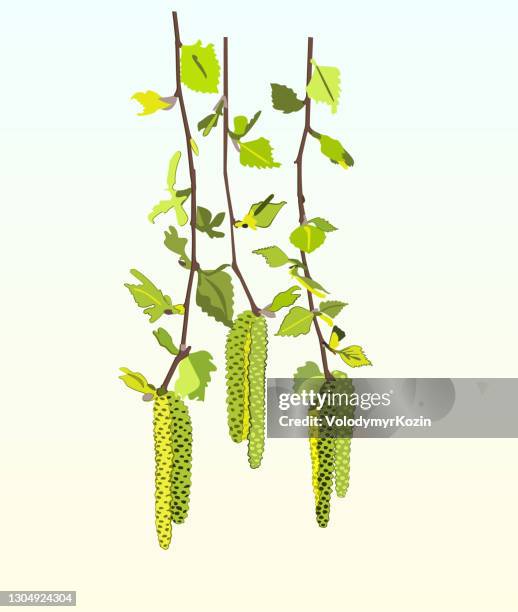 illustrations, cliparts, dessins animés et icônes de illustration vectorielle avec des pousses de bouleau de source - saule blanc