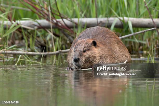 wilder großer biber frisst im fluss bear creek lakewood colorado - beaver stock-fotos und bilder
